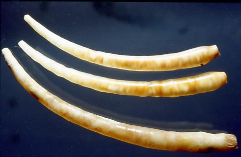 Ditrupa strangulata